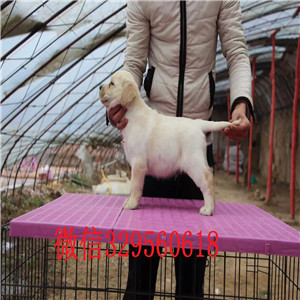 滨州哪里卖拉布拉多拉布拉多幼犬多少钱拉布拉