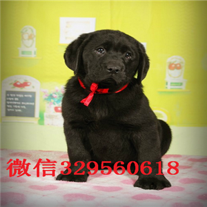 珠海哪里能买到纯种拉布拉多双血统拉布拉多出