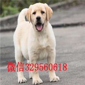 青岛出售纯种拉布拉多拉布拉多价格拉布拉多价