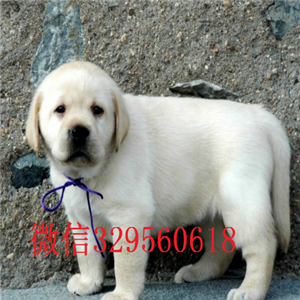鸡西出售纯种拉布拉多拉布拉多价格拉布拉多价