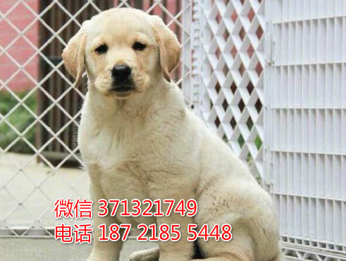 导盲犬出售 拉布拉多犬狗狗 宽嘴巴 大型犬