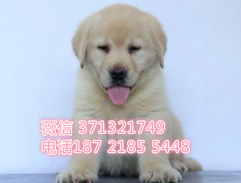 拉布拉多犬出售，长沙本地繁殖导盲犬狗狗 一窝