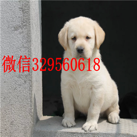  珠海哪里有双血统拉布拉多犬拉布拉多多少钱