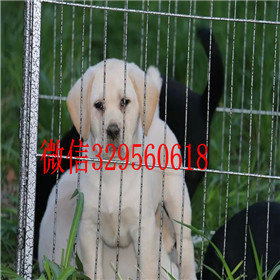  南宁哪里有双血统拉布拉多犬白色拉布拉多拉