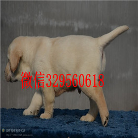 鸡西哪里有卖拉布拉多犬包纯种健康黑色拉布拉