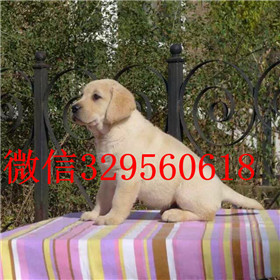 东营 哪里出售拉布拉多拉布拉多多少钱一只拉