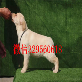 铁岭出售拉布拉多幼犬精品拉布拉多出售黑色拉