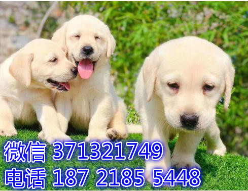 犬舍直销 导盲犬拉布拉多狗狗 杭州犬舍 基地直销 特价