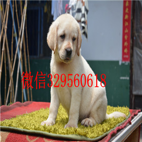 南昌哪里有卖拉布拉多犬双血统拉布拉多白色拉
