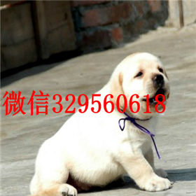 滨州哪里有卖拉布拉多犬精品拉布拉多出售奶白