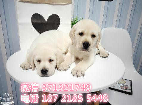 拉布拉多犬出售 导盲犬狗狗 公母都有健康深圳基地