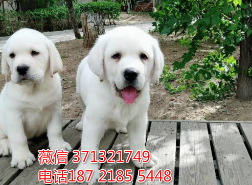 拉布拉多犬出售白色 导盲犬狗狗 实物图拍 视