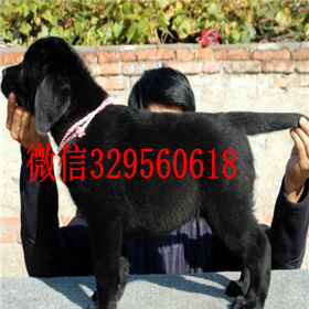 朔州哪里有卖拉布拉多犬双血统拉布拉多拉布拉