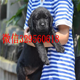  南昌哪里有纯种拉布拉多卖黄色拉布拉多犬专