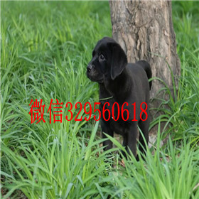 东营出售拉布拉多幼犬精品拉布拉多出售白色拉