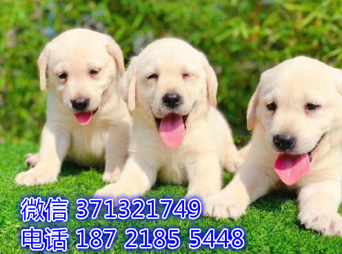 犬舍直销 导盲犬拉布拉多狗狗 杭州犬舍 基地
