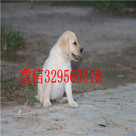 南宁出售拉布拉多幼犬赛级拉布拉多拉布拉多温