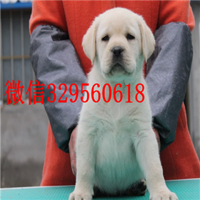  青岛哪里卖纯种拉布拉多幼犬白色拉布拉多拉