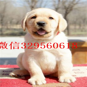 青岛哪里有纯种拉布拉多卖黄色拉布拉多犬专