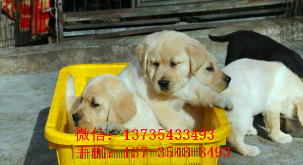 哈尔滨在哪有狗市场狗场买狗卖狗在哪纯种拉布拉多犬领养