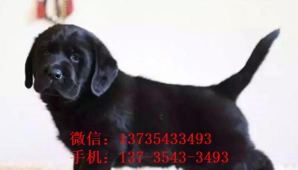 湖州犬舍出售纯种宠物狗狗拉布拉多幼犬领养