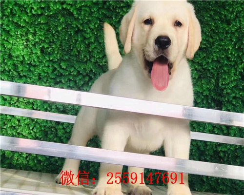 西安拉布拉多价格 西安哪里卖的拉布拉多价格
