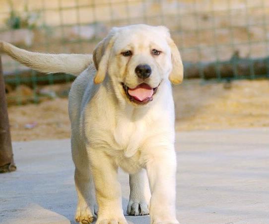 上海在哪有狗市场狗场买狗卖狗在哪纯种拉布拉