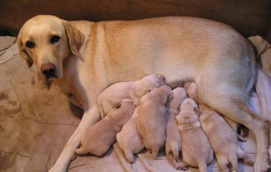 大连宠物狗狗犬舍出售纯种拉布拉多犬幼犬领养