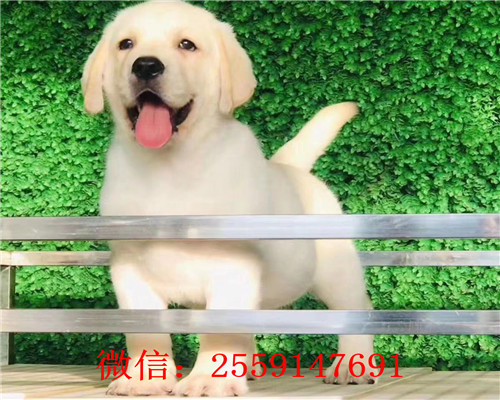 福州纯种拉布拉多怎么卖的 福州黑色拉布拉多