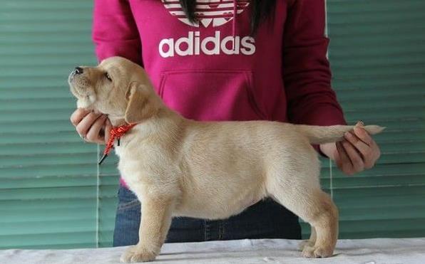 珠海犬舍出售纯种拉布拉多犬狗仔宠物狗狗领养