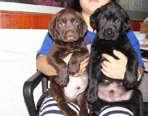 深圳犬舍出售纯种拉布拉多犬狗仔宠物狗狗领养