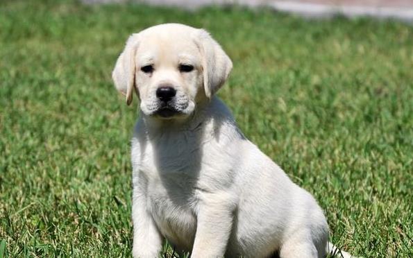 南京宠物狗狗犬舍出售纯种拉布拉多犬幼犬领养