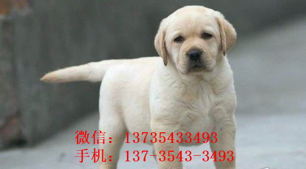 沈阳宠物狗犬舍出售拉布拉多犬买狗卖狗在哪有狗市场