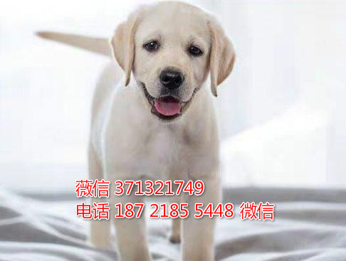 拉不拉多犬出售纯种幼犬，纯种健康导盲犬狗狗
