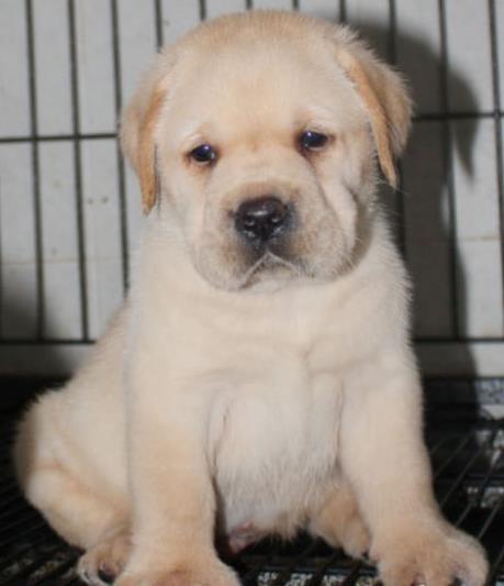 西安犬舍 出售纯种拉布拉多犬 狗市场在哪 卖