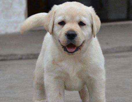 沈阳犬舍 出售纯种拉布拉多犬 狗市场在哪 卖