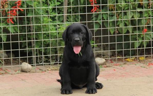 郑州宠物狗狗犬舍出售纯种拉布拉多导盲犬幼犬