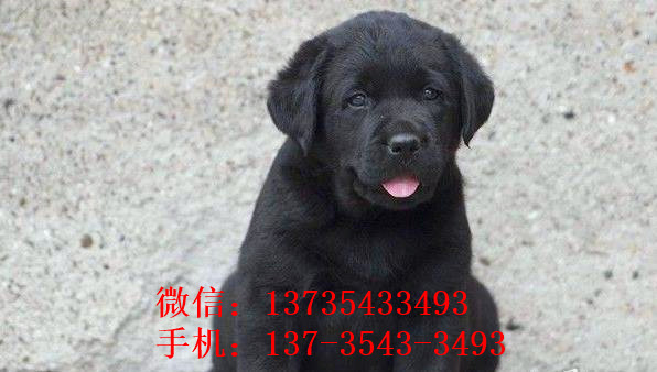 沈阳宠物狗犬舍出售拉布拉多犬买狗卖狗在哪有狗市场