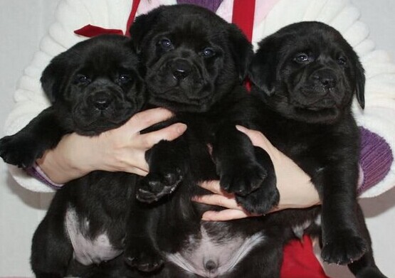 普洱哪里买黑拉多 云南狗场买黑拉多