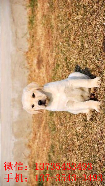 大连宠物狗犬舍出售拉布拉多犬买狗卖狗在哪有狗市场