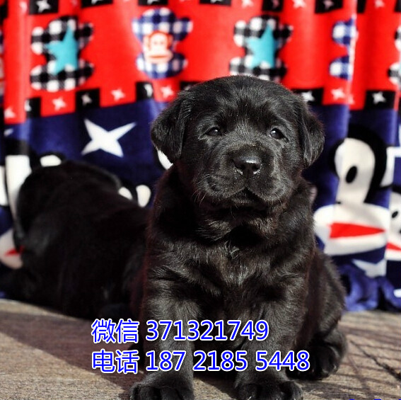 特价 拉布拉多犬出售 武汉狗场出售 导盲犬 黑