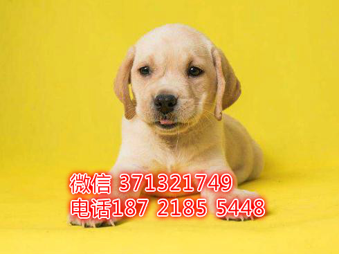 上海犬舍宠物店狗场出售拉布拉多犬狗狗纯种幼