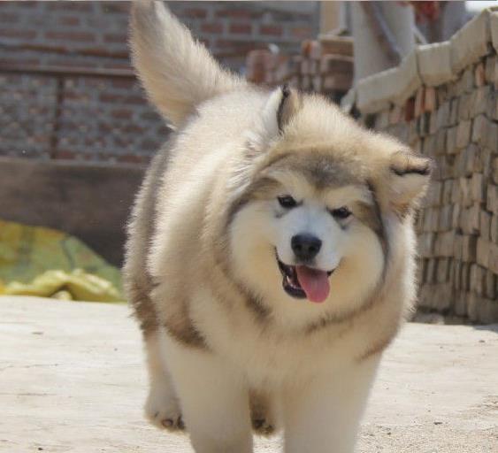 上海犬舍转让阿拉斯加犬宠物狗市场在哪买狗卖