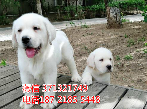 天津狗场 拉布拉多犬出售纯种幼犬 包健康 包品质