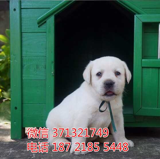 沈阳狗场出售 拉布拉多犬幼犬 沈阳犬舍在哪里