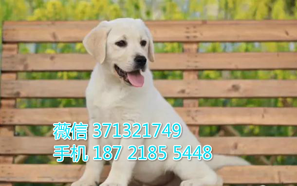 长沙出售拉布拉多犬狗狗纯种幼犬 大型犬导盲