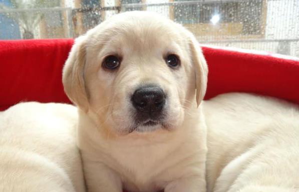 哈尔滨宠物狗狗犬舍出售纯种拉布拉多犬幼犬领