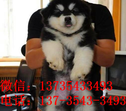 大连犬舍转让阿拉斯加犬宠物狗市场在哪买狗卖狗