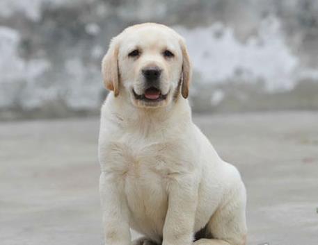 铁岭宠物狗犬舍 宠物狗场在哪有 网上哪里卖狗