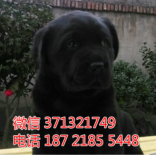 大连犬舍出售 拉布拉多犬幼犬狗狗 大连狗场在哪里 特价宠物